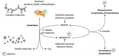 Lactate Fluxes and Plasticity of Adipose Tissues: A Redox Perspective